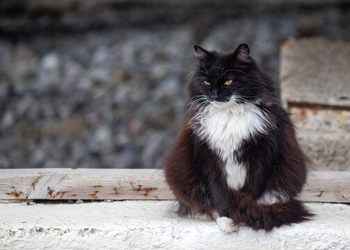 A black and white cat is sitting on a ledge - Powered by Adobe