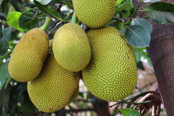 A bunch of jackfruit growing directly from the tree trunk