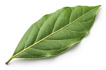 Fototapeta premium Fresh green bay leaf isolated on white background. A fresh green bay leaf isolated on a white background, ideal for cooking, herbs, and natural food content