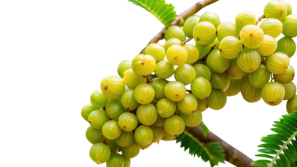 Closeup of a Bunch of Fresh Green Amla Fruits on a Branch with Leaves Isolated on Trensprent Background