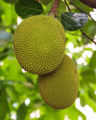Close-up of two jackfruits with fresh spiky green skin