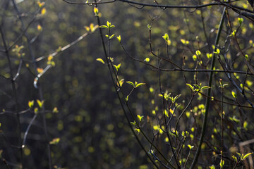 In spring, buds swell on young thin twigs and fresh leaves turn green, illuminated by sunlight.