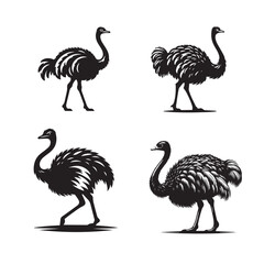  ostrich pen size,ostrich bird size ,ostrich silhouette,ostrich silhouette images ,ostrich silhouette png