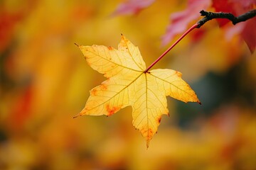 Obraz premium Autumnal maple leaf