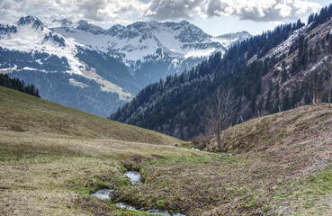 alpine meadow in the alps