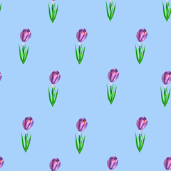 Seamless pattern with beautiful crocuses on blue background, watercolor floral pattern suitable for wallpaper, cards or fabric.