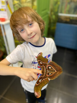 Child holding giant attacus atlas butterfly on hand at butterfly exhibition. Vertical image.