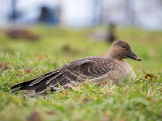 A young wild goose in a city park eats green grass in autumn