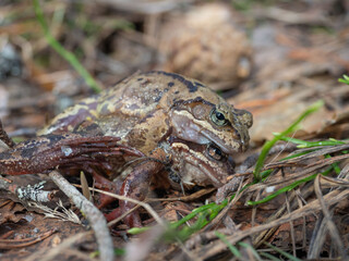 A pair of frogs mate on the ground in spring