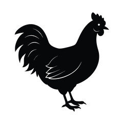 rooster isolated on white