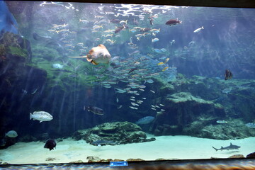 長崎県　九十九島水族館海きらら　水族館