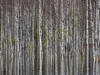 Fototapeta premium Birches, birch grove flooded during spring flood. Birch trunks reflected in water