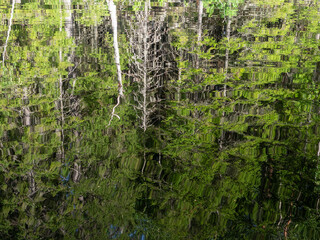 Green forest reflected in lake water on a clear sunny day in summer