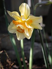 A single Double Fashion daffodil flower in bloom © Dave Harrison-Ward