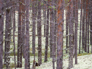 White lichen moss in a pine forest in Karelia, northwest Russia