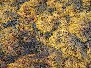 Fucus seaweed on rocks on the beach at low tide in the White Sea