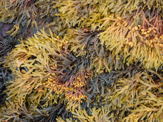 Fucus seaweed on rocks on the beach at low tide in the White Sea