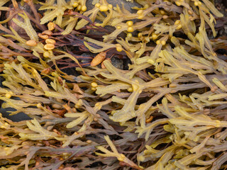 Fucus seaweed on rocks on the beach at low tide in the White Sea