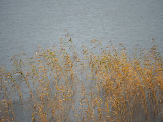 Reed on the lake. Heavy rain in autumn