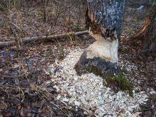 Beaver teeth marks on a thick aspen trunk. Aspen gnawed by a beaver