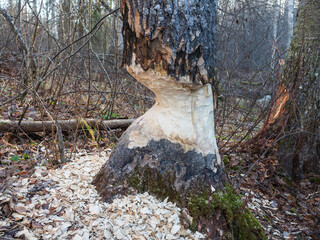 Beaver teeth marks on a thick aspen trunk. Aspen gnawed by a beaver