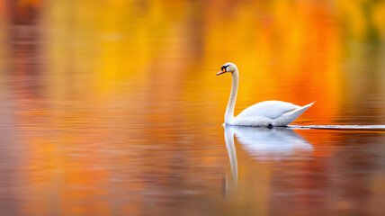 Obraz premium graceful swan glides across tranquil lake, reflecting vibrant autumn colors in water. serene scene evokes peace and beauty