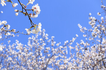 青空に映える桜