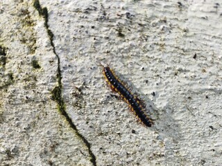 Black millipede caterpillar. Harpaphe haydeniana.