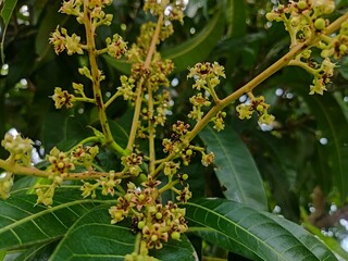 Flowers of the mango tree.