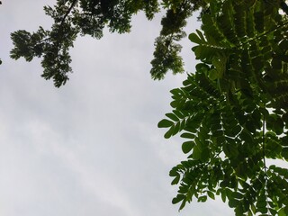 Obraz premium Tree branches from below with sky background.