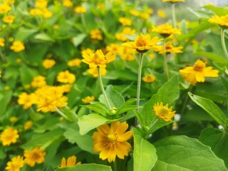 Wedelia is one type of wild plant that lives in areas with tropical climates. Sphagneticola trilobata or Melempodium.