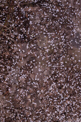 natural spring background with scattered pink tender cherry blossom petals on earthy ground, symbolizing fleeting beauty and seasonal change