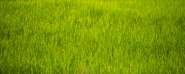Green rice field in Thailand, Panoramic image of rice field.