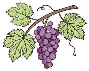 Fototapeta premium Ripe Purple Grape Bunch on Vine with Green Leaves Vector