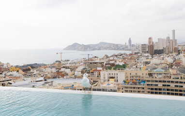 Fototapeta premium Photo of a white seagull bird sitting on the side of a swimming pool on a roof top with the Spanish town of Benidorm in the background on a hot but cloudy day