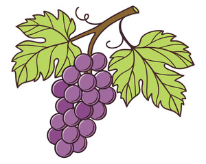 Fototapeta premium Ripe Purple Grape Bunch on Vine with Green Leaves Vector