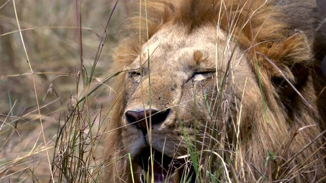 Close Up of Male Lion Panting in the Heat - Masai Mara Kenya Africa