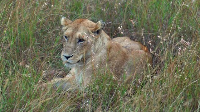 Female Lion Sitting in Tall Grass - Masai Mara Kenya Africa