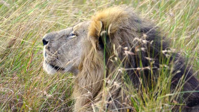 Close Up of Male Lion Enjoying the Breeze - Masai Mara Kenya Africa