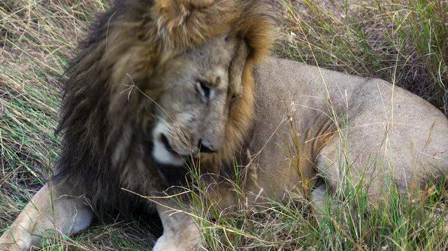 Close Up of Male Lion Cleaning Himself - Masai Mara Kenya Africa