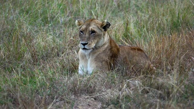 Female Lion Sitting in Tall Grass - Masai Mara Kenya Africa