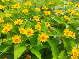 Wedelia is one type of wild plant that lives in areas with tropical climates. Sphagneticola trilobata or Melempodium.