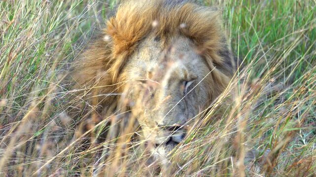 Close Up of Male Lion Resting with Closed Eyes - Masai Mara Kenya Africa