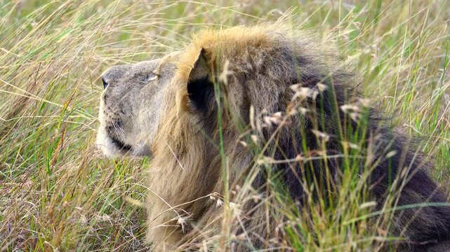 Close Up of Male Lion Enjoying the Breeze - Masai Mara Kenya Africa