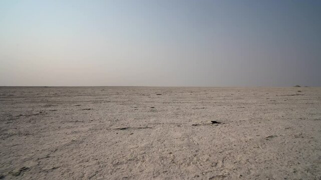 Dolly on cracked ground in the Sua Pan near Kubu Island in Botswana, Africa.