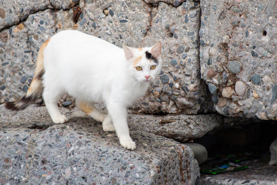 A white cat with black and orange markings walks on a stone ledge