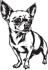 Chihuahua dog . Hand drawn vector illustration	