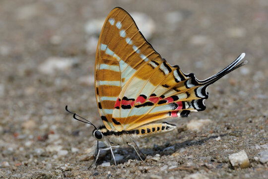 Two tropical species of swallowtail butterflies feeding on the wet ground.