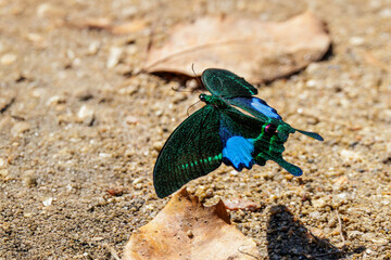 The Paris Peacock butterfly flying