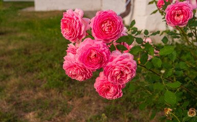 Bright pink buds of terry floribunda roses with lush flowers. Blurred background with green garden.